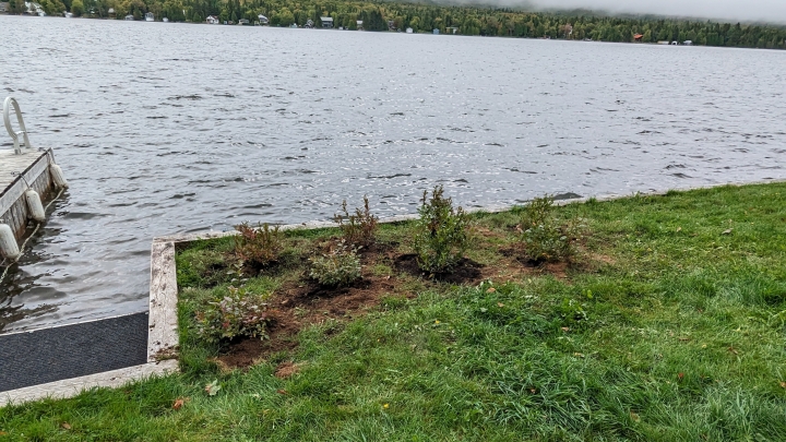 Végétalisation de votre rive au lac Trois Saumons