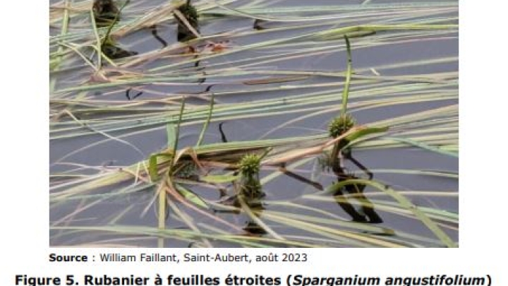 Inventaire des herbiers au lac Trois Saumons