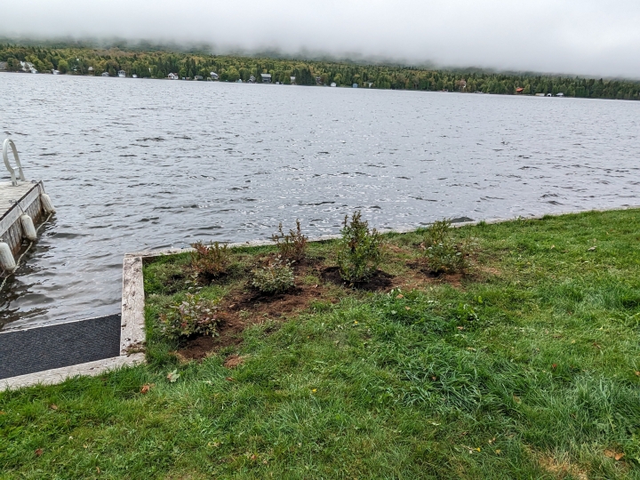 Végétalisation de votre rive au lac Trois Saumons